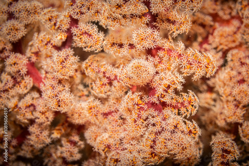 Beautiful soft corals, Mabul, Malaysia