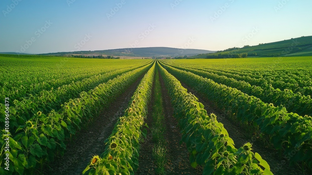Lush Green Sunflower Field Rows Extending To Distant Hills Lush Green Sunflower Field Rows Extending To Distant Hills