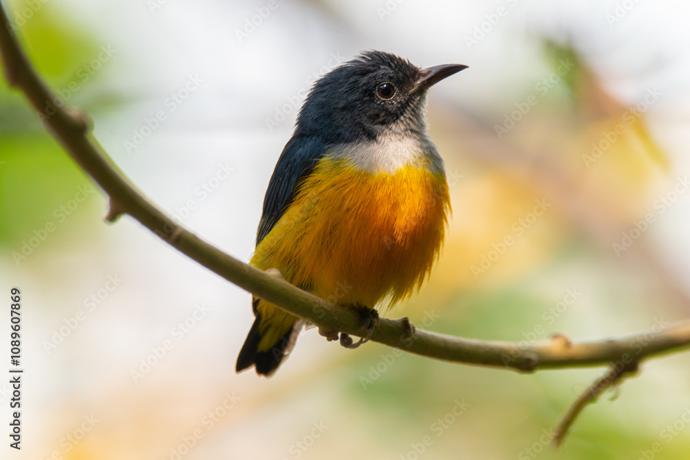 The orange-bellied flowerpecker (Dicaeum trigonostigma) is a species of bird in the family Dicaeidae The orange-bellied flowerpecker (Dicaeum trigonostigma) is a species of bird in the family Dicaeidae