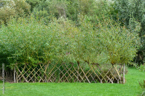 Saule amandier, salix triandra, Hortillonages, Amiens, Somme, 80, région de Picardie, France photo