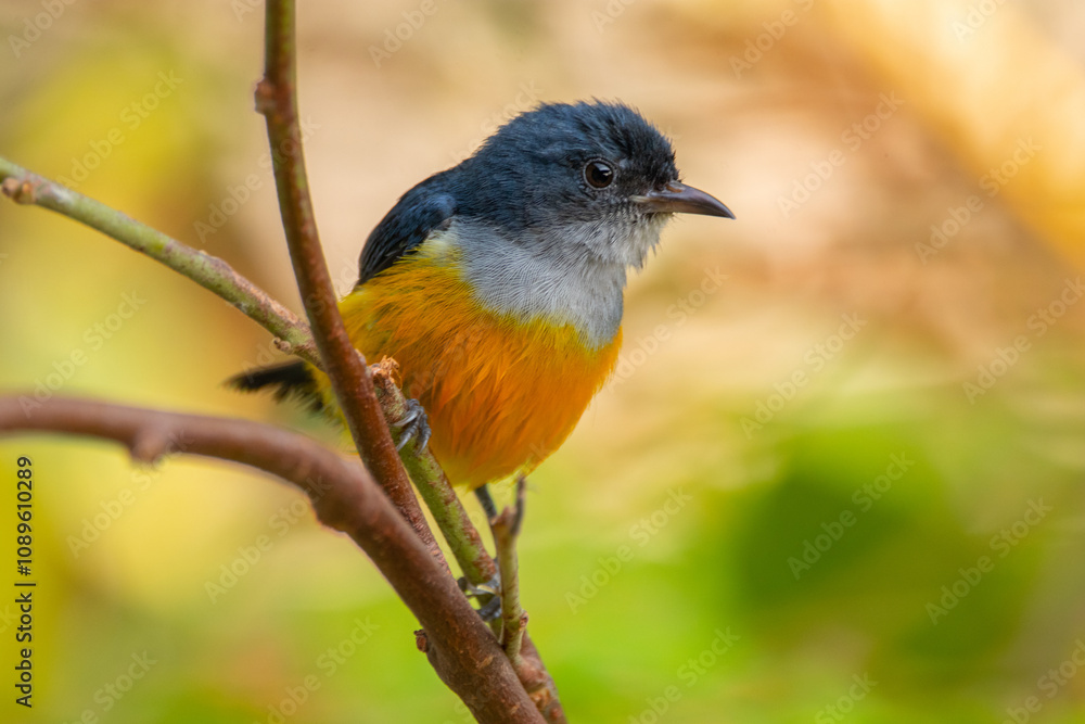 The orange-bellied flowerpecker (Dicaeum trigonostigma) is a species of bird in the family Dicaeidae The orange-bellied flowerpecker (Dicaeum trigonostigma) is a species of bird in the family Dicaeidae