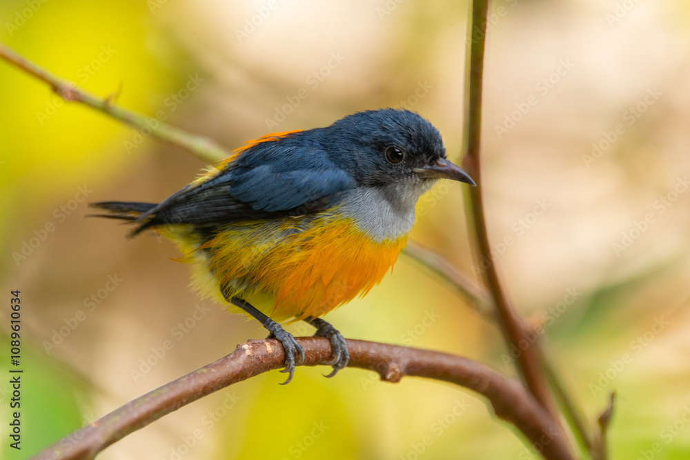 The orange-bellied flowerpecker (Dicaeum trigonostigma) is a species of bird in the family Dicaeidae The orange-bellied flowerpecker (Dicaeum trigonostigma) is a species of bird in the family Dicaeidae