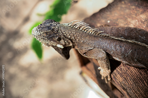 Fotografie green iguana, lizard, reptile, iguana, Iguanidae,reptilia,Squamata, pineal eye,