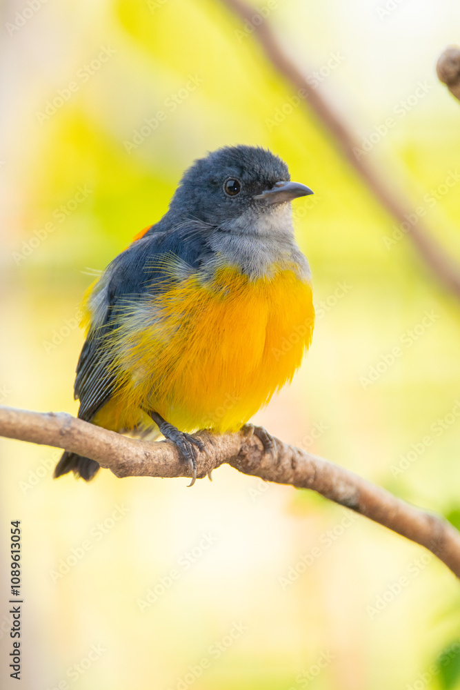 Naklejka premium The orange-bellied flowerpecker (Dicaeum trigonostigma) is a species of bird in the family Dicaeidae