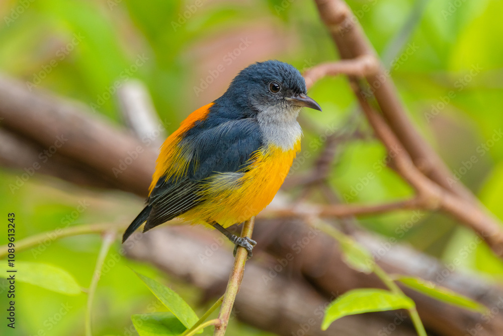 The orange-bellied flowerpecker (Dicaeum trigonostigma) is a species of bird in the family Dicaeidae The orange-bellied flowerpecker (Dicaeum trigonostigma) is a species of bird in the family Dicaeidae