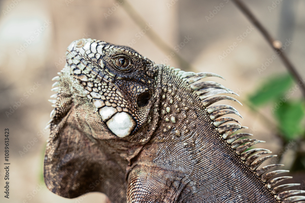 Fototapeta premium green iguana, lizard, reptile, iguana, Iguanidae,reptilia,Squamata, pineal eye, exotic animal, herbivore, iguana iguana