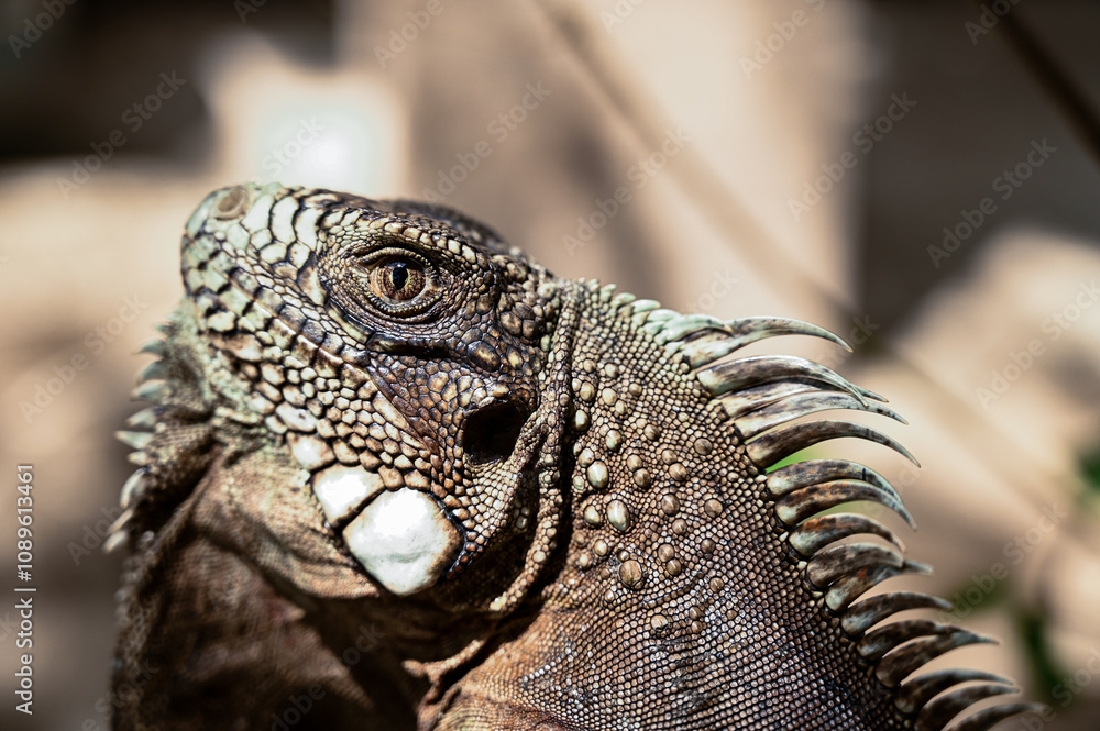 Fototapeta premium green iguana, lizard, reptile, iguana, Iguanidae,reptilia,Squamata, pineal eye, exotic animal, herbivore, iguana iguana
