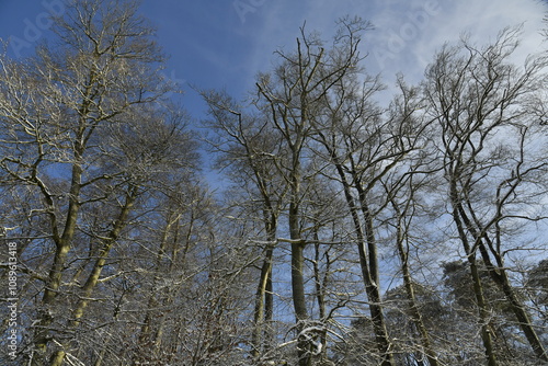 Les cimes des hêtres sous un ciel bleu d'hiver à la forêt de Soignes à Auderghem ( Bruxelles)  photo