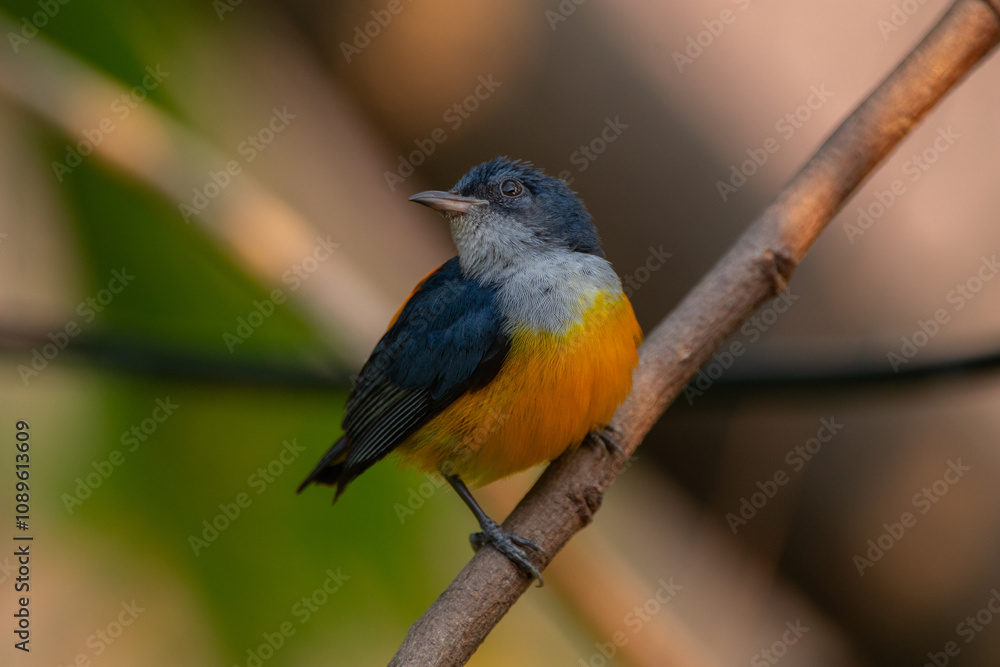 Fototapeta premium The orange-bellied flowerpecker (Dicaeum trigonostigma) is a species of bird in the family Dicaeidae