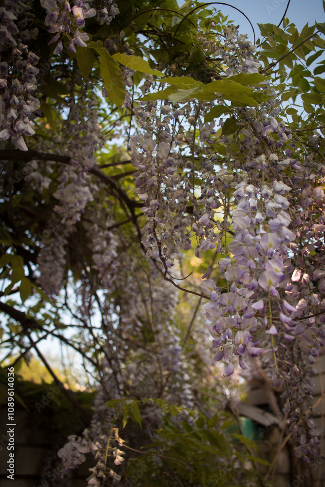 Fototapeta premium View of blooming wisteria 