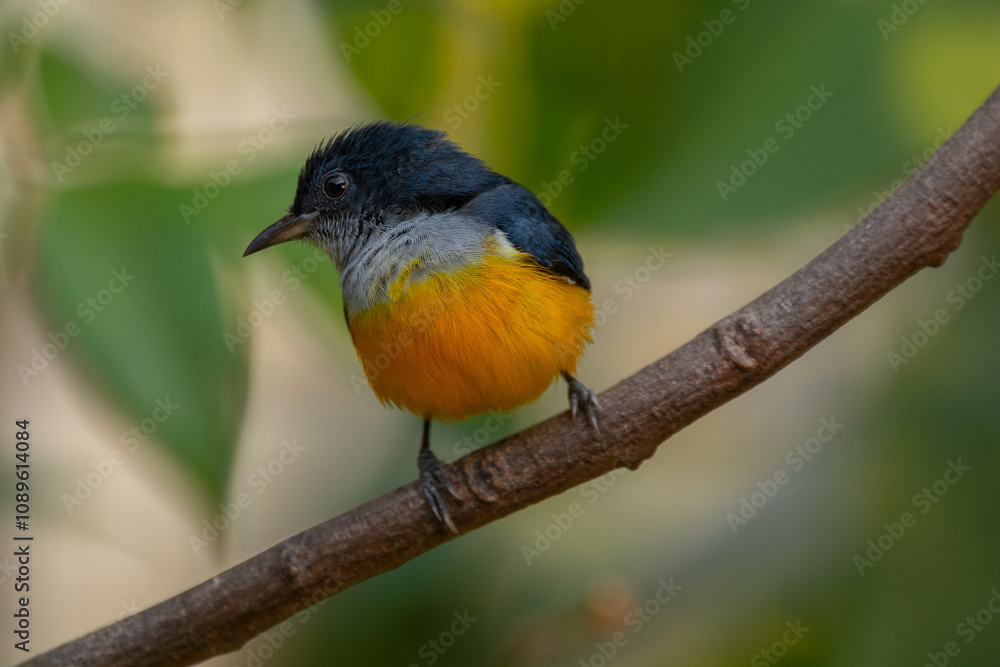 The orange-bellied flowerpecker (Dicaeum trigonostigma) is a species of bird in the family Dicaeidae The orange-bellied flowerpecker (Dicaeum trigonostigma) is a species of bird in the family Dicaeidae