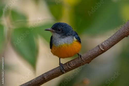 The orange-bellied flowerpecker (Dicaeum trigonostigma) is a species of bird in the family Dicaeidae