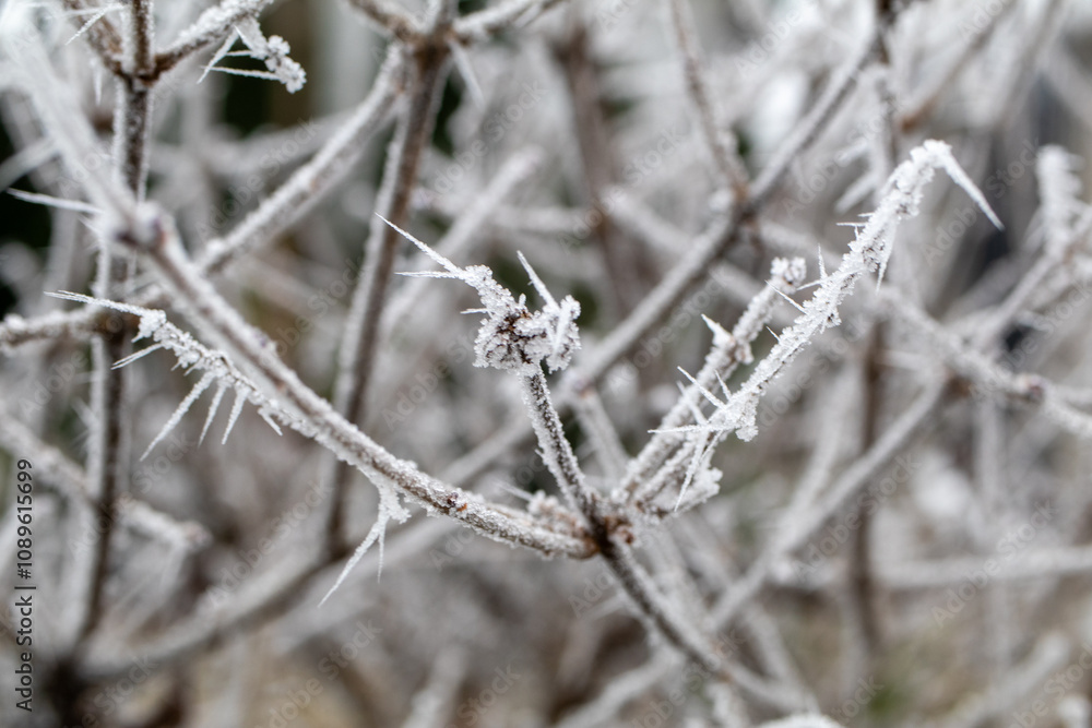 frost on the grass frost on the grass