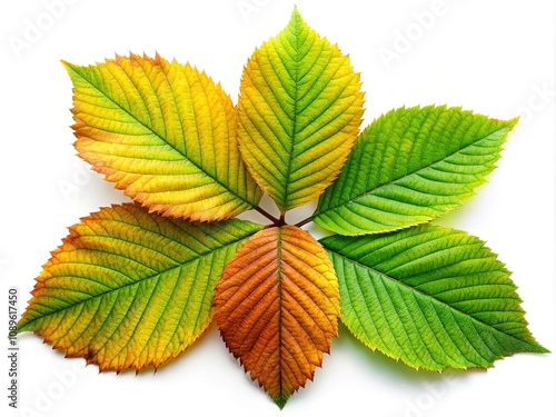 Isolated autumn green leaves on a clean white background, ideal for seasonal projects and nature-inspired designs, capturing the essence of nature’s changing palette.