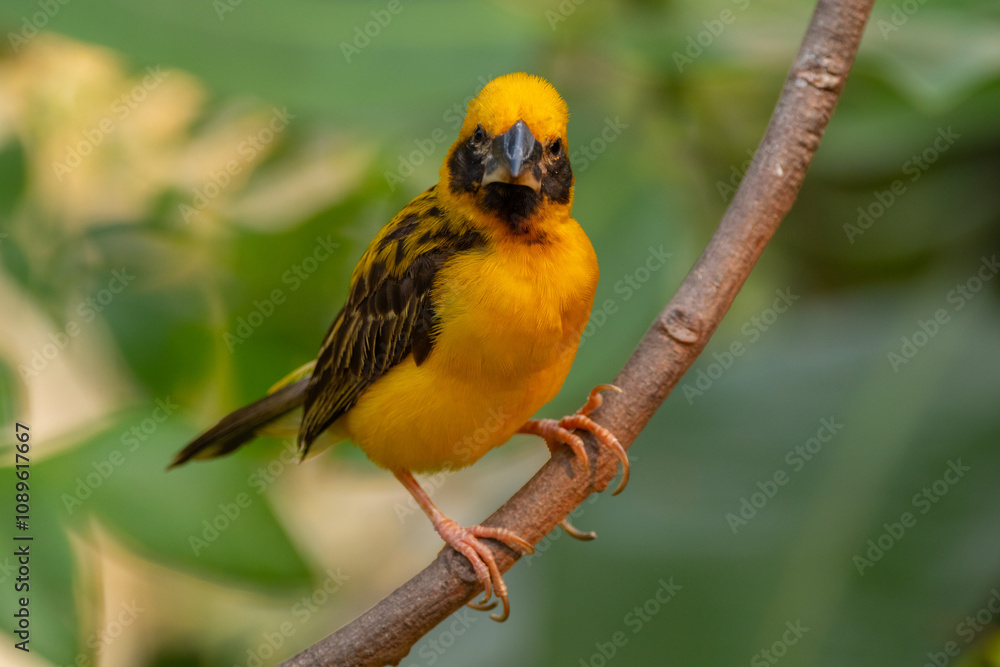Fototapeta premium The Asian golden weaver (Ploceus hypoxanthus) is a species of bird in the family Ploceidae