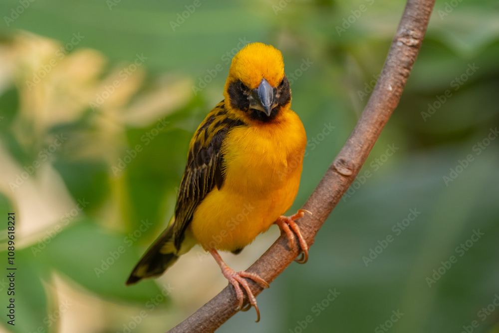 Naklejka premium The Asian golden weaver (Ploceus hypoxanthus) is a species of bird in the family Ploceidae