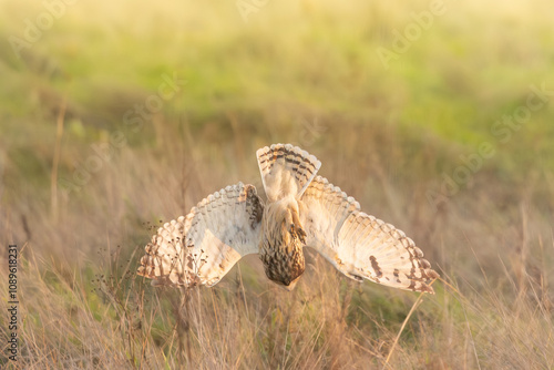 bird