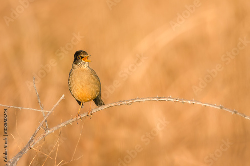 bird