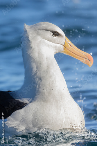 bird