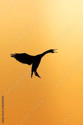 bird