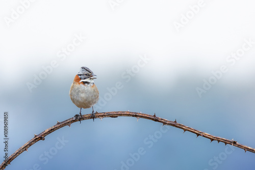 bird