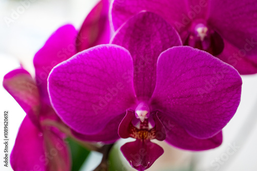 pink orchid flower