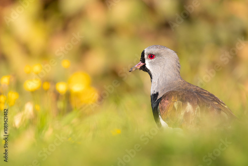 bird