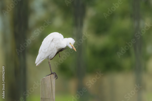 bird