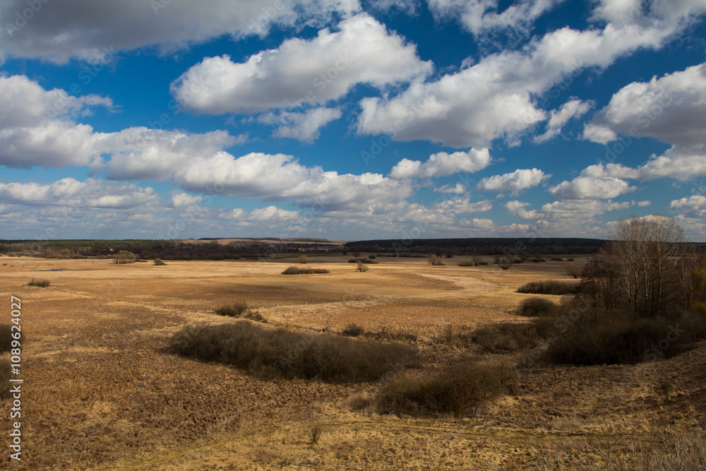 Fototapeta premium field of wheat