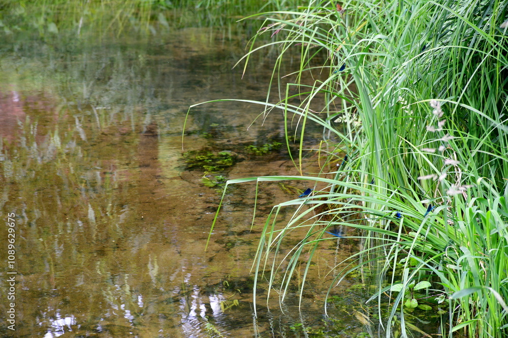 A close up on a small butterfly, wasp, or dragonfly sitting on a blade of grass or on reeds located next to a pond, river or lake that is shallow and has a sandy bottom covered with moss A close up on a small butterfly, wasp, or dragonfly sitting on a blade of grass or on reeds located next to a pond, river or lake that is shallow and has a sandy bottom covered with moss