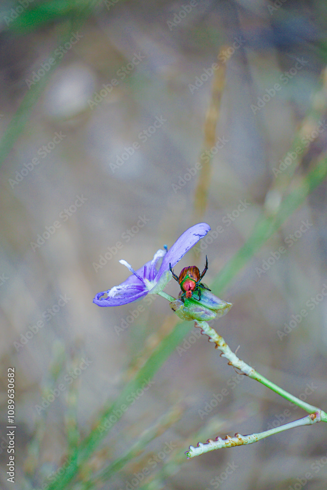 Colorful insect on purple flower nature scene macro photography outdoor setting close-up perspective biodiversity exploration