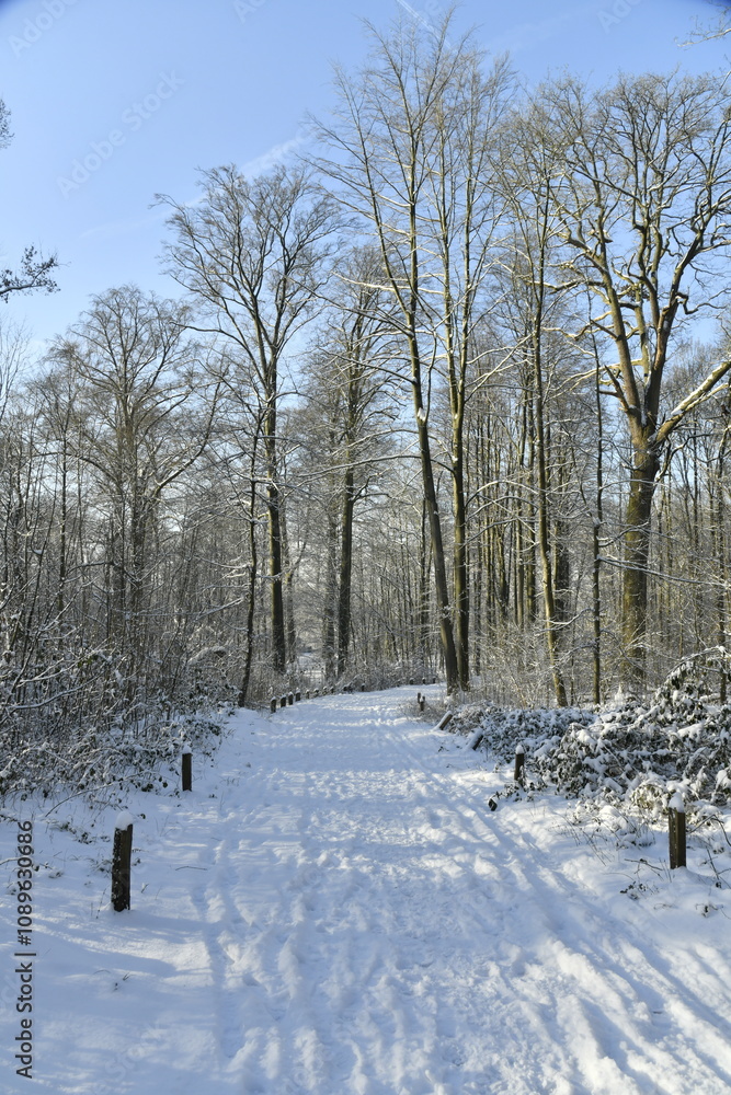 Fototapeta premium Chemin ombragé sous la neige à Auderghem (Bruxelles )