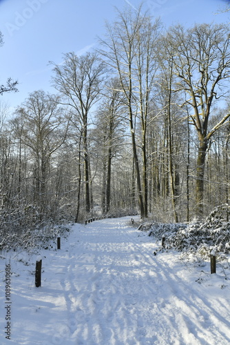 Chemin ombragé sous la neige à Auderghem (Bruxelles ) photo