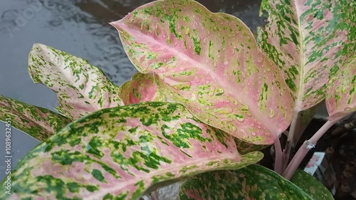 leaves exposed to rain water