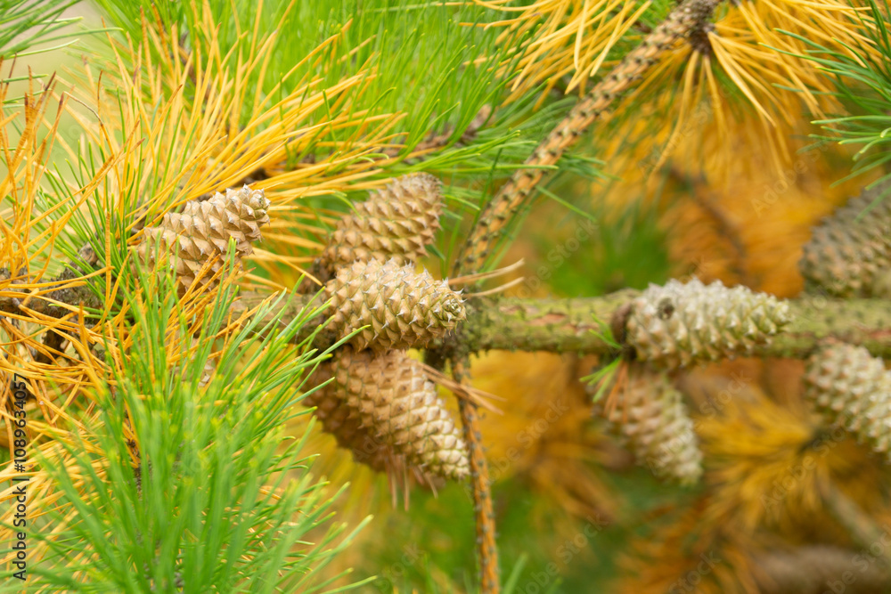 Fototapeta premium Pinus rigida cones in autumn, close-up.