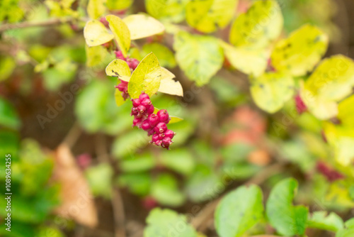 Coral berries on a bush in autumn, close-up.