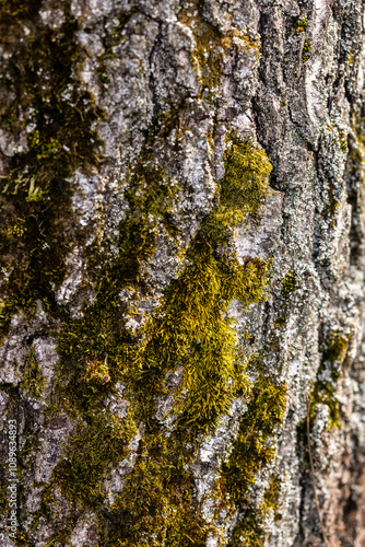 Close-up of a tree bark with rich textures and layers, showcasing natural decay and organic patterns. Sunlight highlights the intricate details of the weathered wood surface.