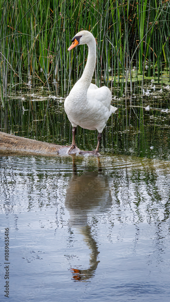 Fototapeta premium Mirror Swan