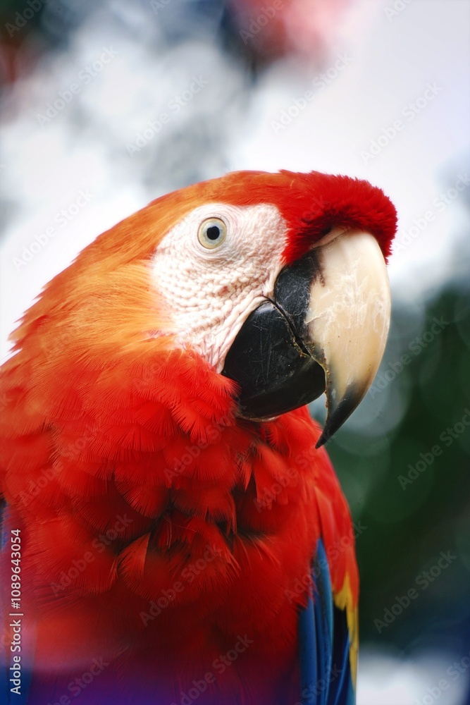 Fototapeta premium red and yellow macaw