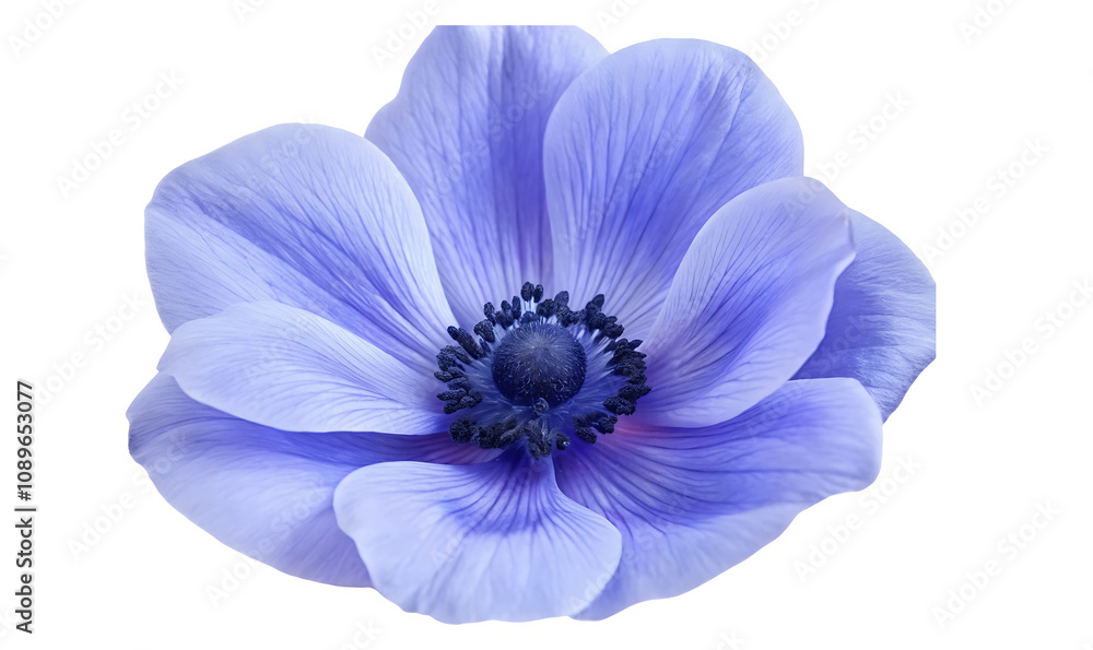 Naklejka premium blue purple anemone flower isolated on white background.AI GENERATED