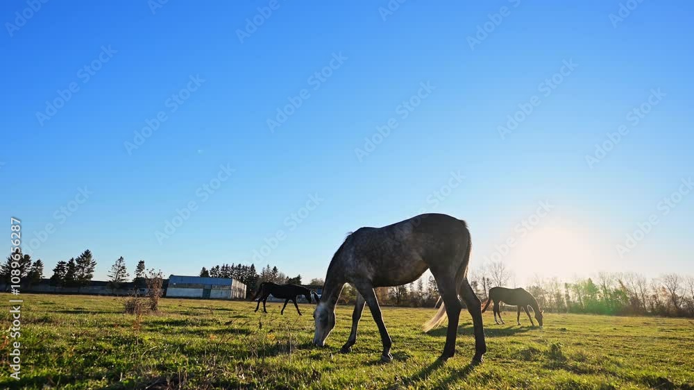 Horse grazes on green grass with a beautiful blue sky background in slow-motion 4K. Horse grazes on green grass with a beautiful blue sky background in slow-motion 4K.
