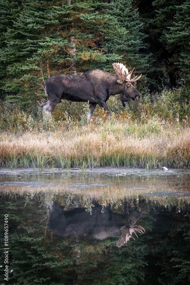 Moose in a field at Grand Teton National Park Moose in a field at Grand Teton National Park