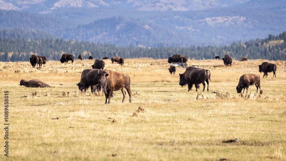 A herd of bison in Grand Teton National Park A herd of bison in Grand Teton National Park