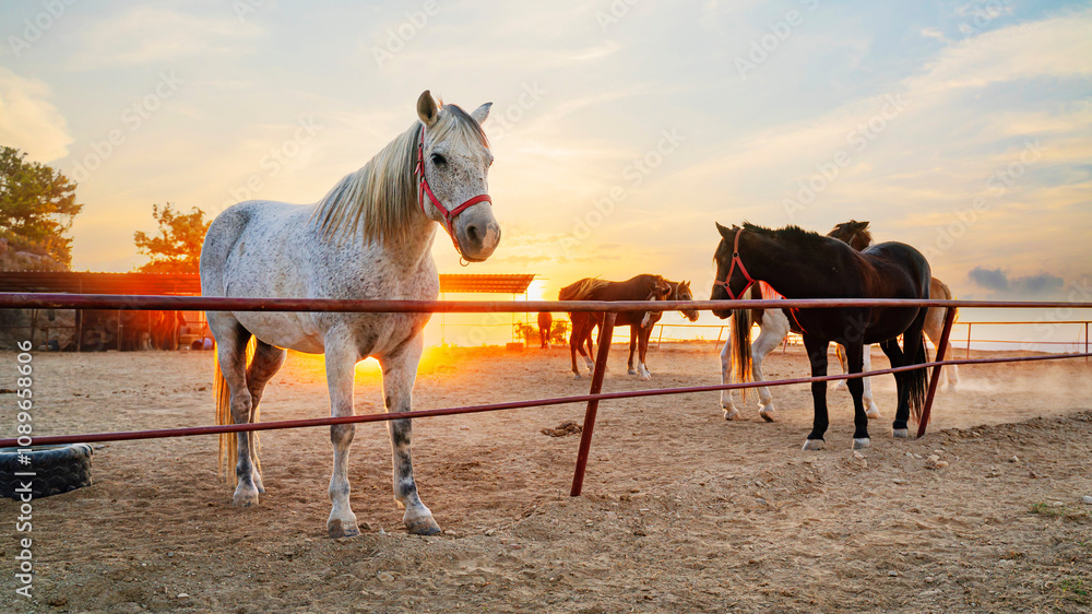 Horse on a horses farm at sunset Horse on a horses farm at sunset