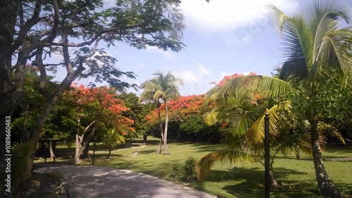 tropical garden