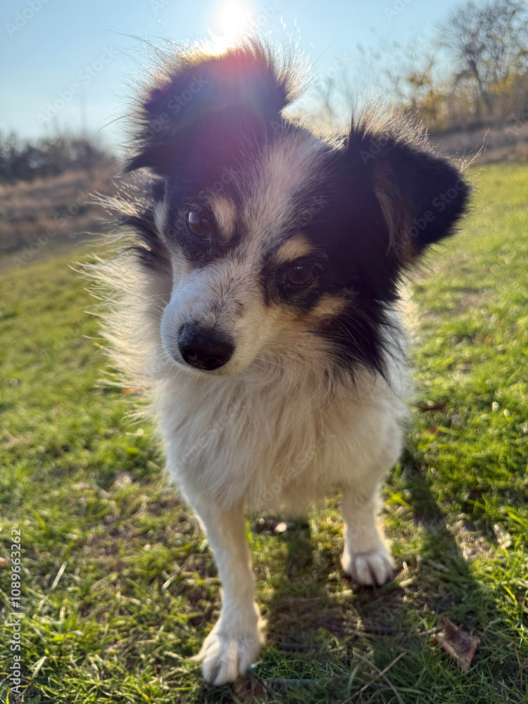Cute dog puppy looking at camera Cute dog puppy looking at camera