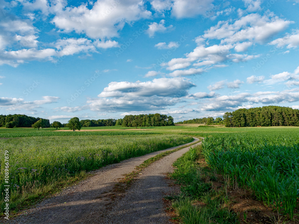 Ein malerischer Feldweg im Sommer Ein malerischer Feldweg im Sommer