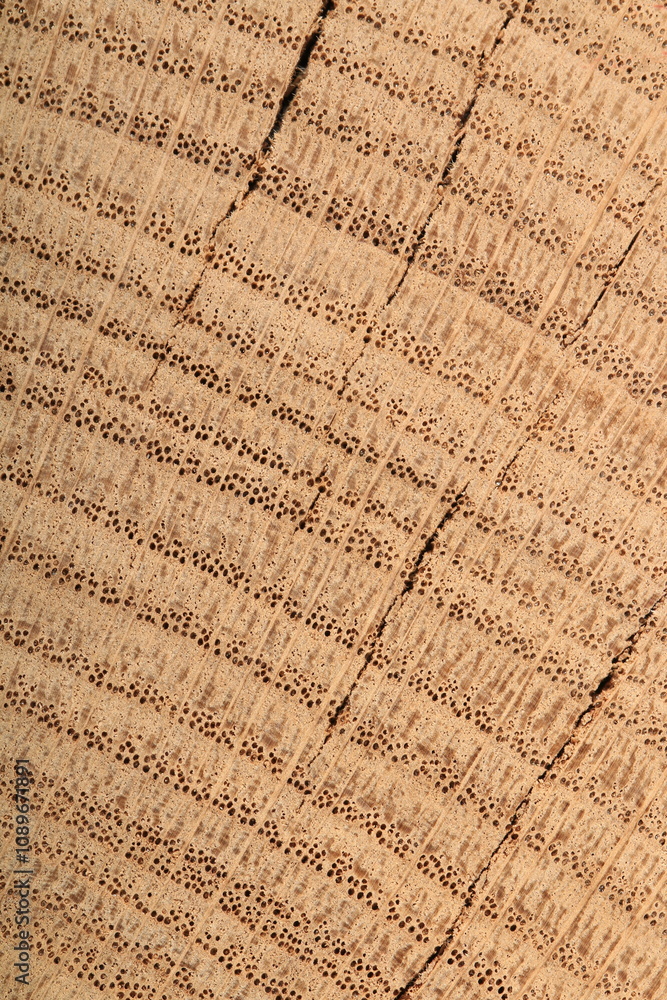 Fototapeta premium the texture of light oak wood is old with cracks, solid wood or wood. That's a close-up. a place for a text