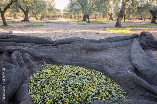 Raccolta delle olive e produzione olio extravergine di oliva in puglia, italia