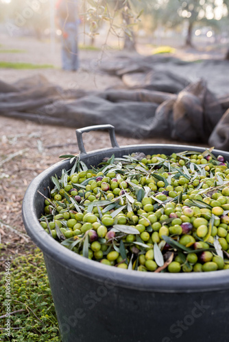 Raccolta delle olive e produzione olio extravergine di oliva in puglia, italia